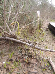 Oxalis livida livida