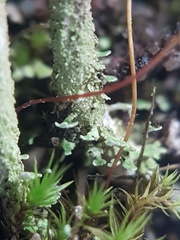 Cladonia rei