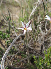 Oxalis livida livida