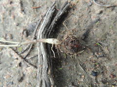 Oxalis livida livida