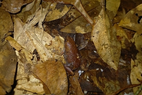 Guyana Humming Frog, Chiasmocleis shudikarensis