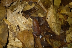 Guyana Humming Frog photo 3