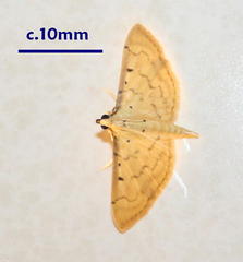 Psara atritermina
