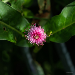 Persicaria barbata