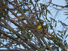 Setophaga petechia