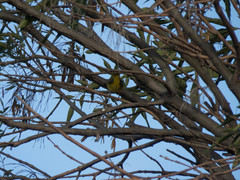 Setophaga petechia