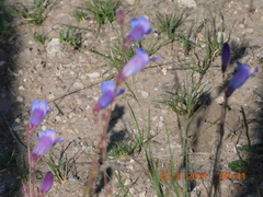 Penstemon dasyphyllus
