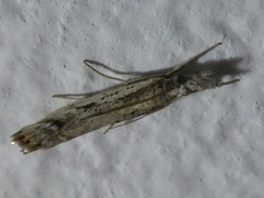 Agriphila tolli