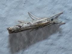 Agriphila tolli