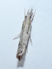 Agriphila tolli