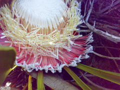 Protea cryophila