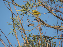 Trochilidae