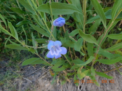 Penstemon dasyphyllus