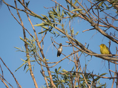 Trochilidae