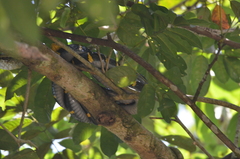 Boiga melanota