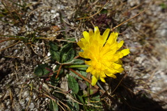 Scorzoneroides pyrenaica