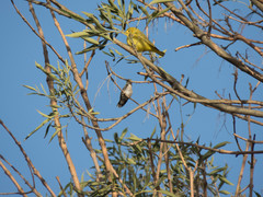 Trochilidae