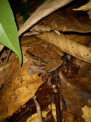 Pristimantis zeuctotylus