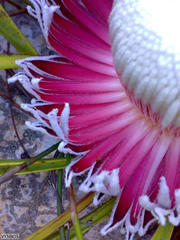 Protea cryophila
