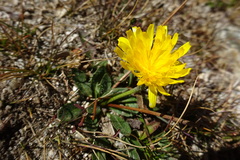 Scorzoneroides pyrenaica