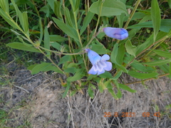 Penstemon dasyphyllus