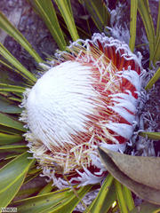 Protea cryophila