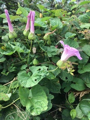 Calystegia × pulchra