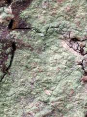 Lecanora expallens