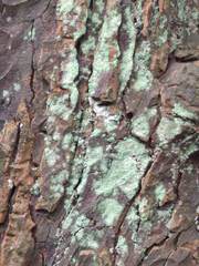 Lecanora expallens