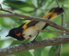 Setophaga ruticilla