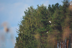 Ardea alba