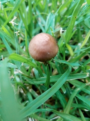 Panaeolus foenisecii