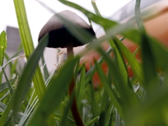 Panaeolus foenisecii