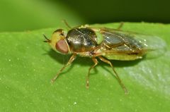 Odontomyia fulviceps