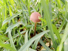 Panaeolus foenisecii