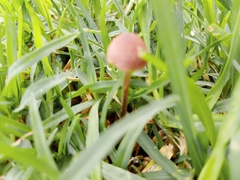 Panaeolus foenisecii
