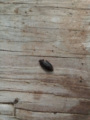 Platycerus