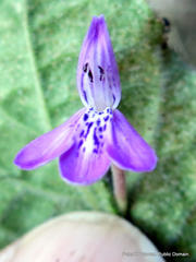 Justiciinae