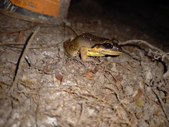 Leptodactylus mystaceus