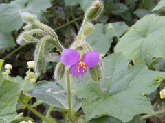 Tinantia erecta