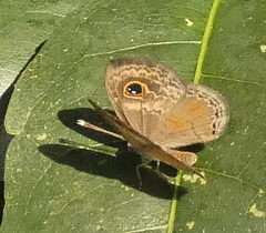 Perophthalma tullius