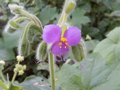 Tinantia erecta