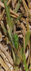 Tettigoniidae