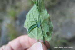 Justiciinae