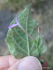 Justiciinae