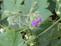 Tinantia erecta