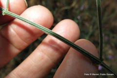 Justiciinae
