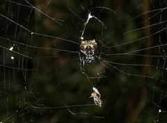 Micrathena patruelis