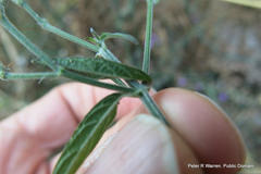 Justiciinae