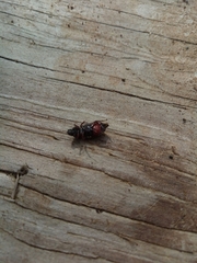 Platycerus